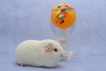 DSC_1303_Größenveränderung