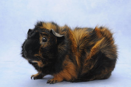 DSC_1367_Größenveränderung