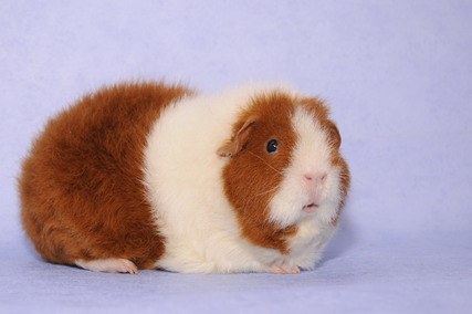 DSC_7045_Größenveränderung