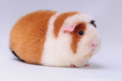 DSC_9251_Größenveränderung