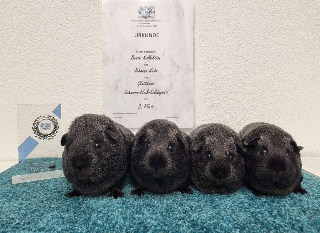 Sieger Beste Kollektion 3. Platz