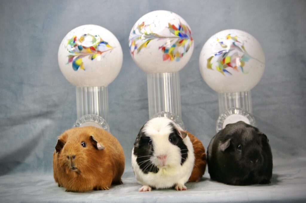 Best in Show Vaterstetten 2025