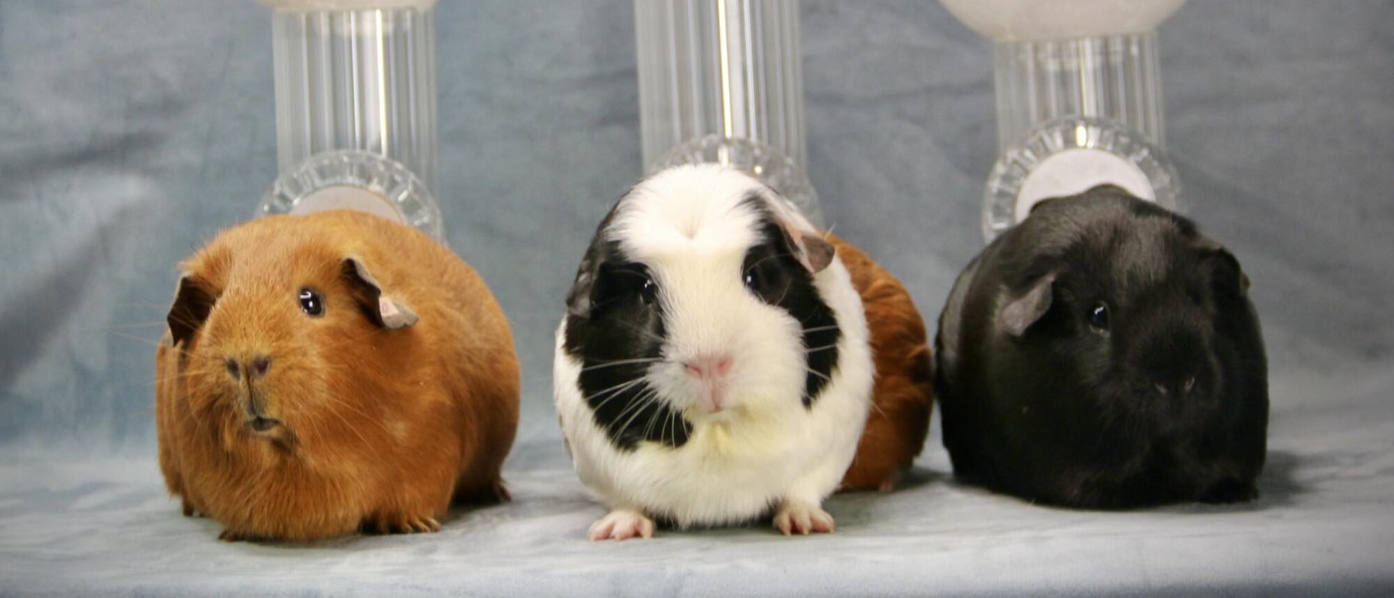 Best in Show Vaterstetten 2025